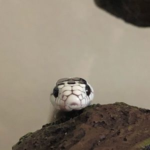 Meet your Posher, Veronica